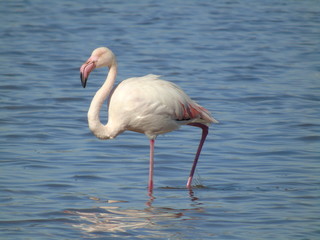 flaming różowy brodzący w morzu o poranku © Katarzyna