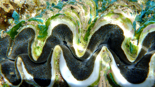 Closed Shell