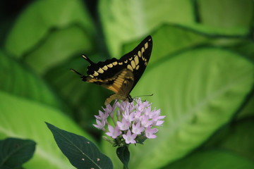 Papillon jaune et noir