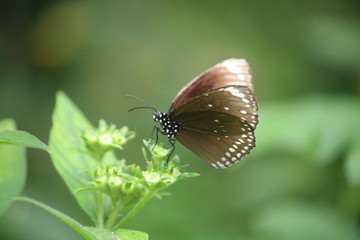 Papillon marron