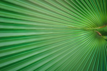 Green natural palm leaves close-up.