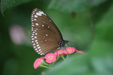 Papillon marron et fleurs roses