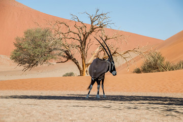 Desert Gemsbok