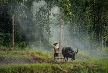 Farmers are using buffalo to plow preparing rice for planting in the fields.