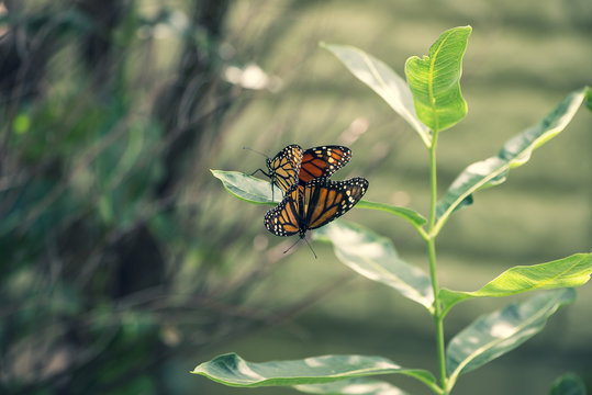 Two monarch butterflies mating on a milkweed plant