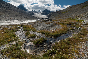 Wild nature of Altai mountains