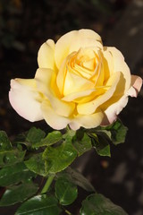 rose jaune tête
