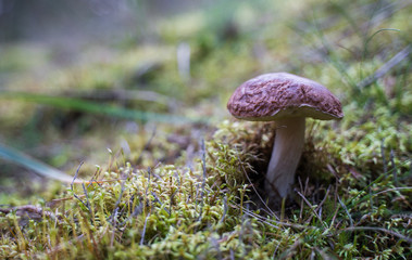 Boletus edulis. Edible mushroom growing in natural forest. Gathering mushrooms in summer.