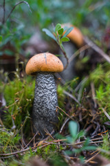 Boletus edulis. Edible mushroom growing in natural forest. Gathering mushrooms in summer.