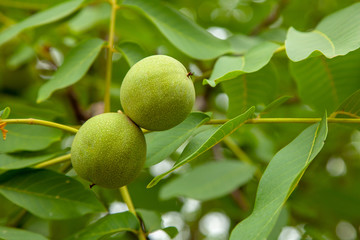 Green walnuts grow on tree