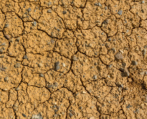 Wild nature of Altai mountains