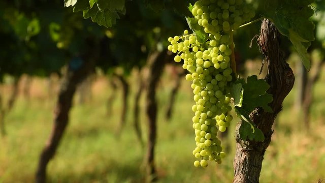 Bunches of white grapes in a Chianti vineyard on a sunny day. Tuscany, Italy. 4K UHD Video, Nikon D500.