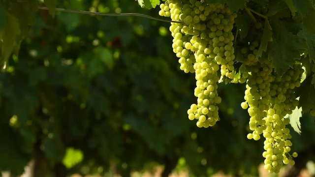 Bunches of white grapes in a Chianti vineyard on a sunny day. Tuscany, Italy. 4K UHD Video, Nikon D500.