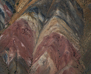 Wild nature of Altai mountains
