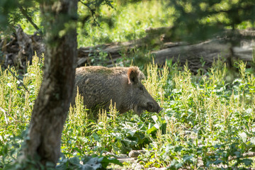 Wildschwein im sommerlichen Gras
