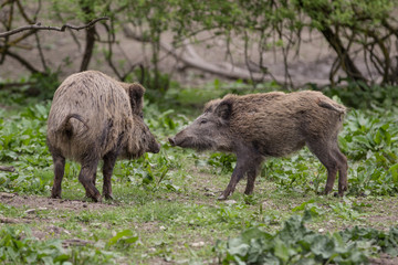 Fototapeta premium Zwei Wildschweine (Sus scrofa)