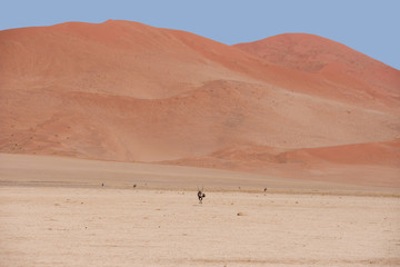 Desert Gemsbok