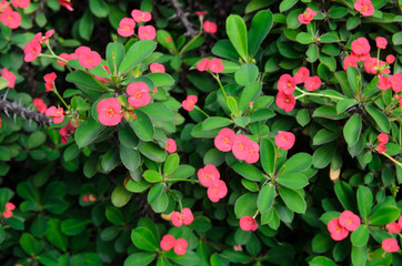 euphorbia milii