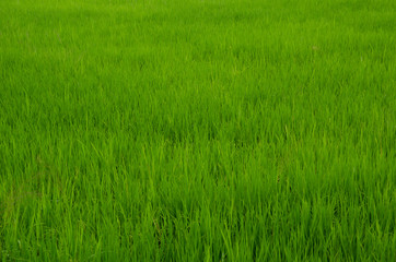 rice plant