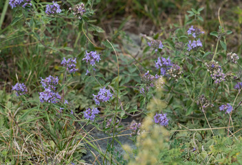 The nature of the Altai territory