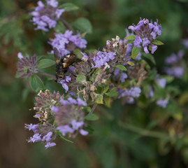 The nature of the Altai territory