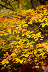 Foglie d'autunno