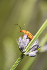 Kleiner Bockkäfer krabbelt auf Lavendel
