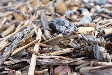 laisse de mer