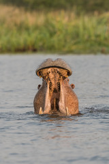 Nile Hippo