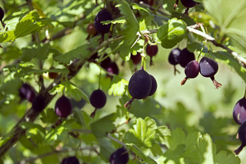 Gooseberry branch with some ripe black berries