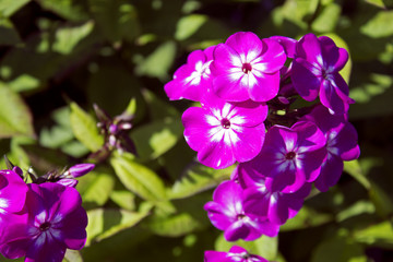 Beautiful faded violet cultivated phloxes on summer sun