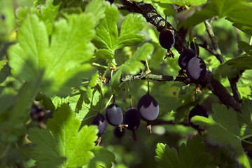 Gooseberry branch with some ripe black berries