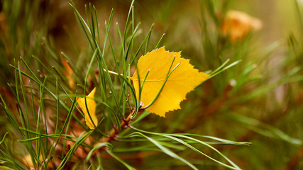 Осенний лист © ly1