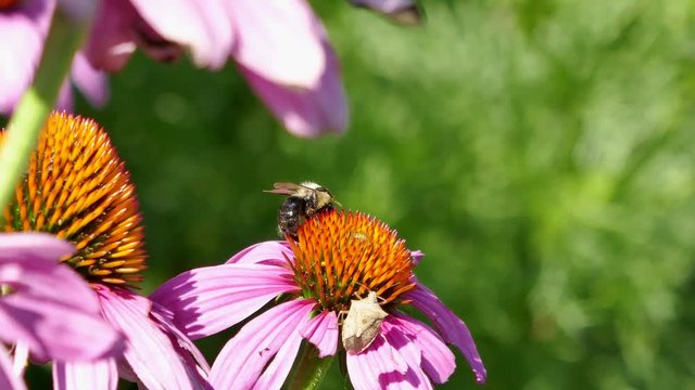 Bee and stinkbug on a coneflower 4K