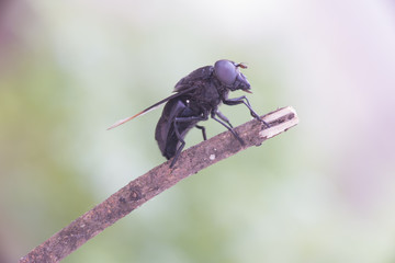 Mosca negra ojos negros