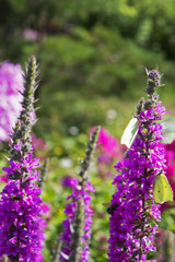 Big meadow wit lots of beautiful flowers