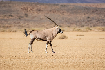 Gemsbok Antelope