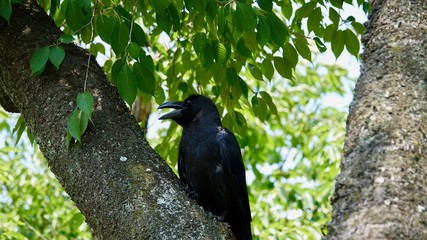 Rabe, Kolkrabe auf Baum sitzend