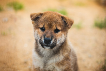 Fototapeta premium Close-up Portrait of serious japanese shiba inu puppy sittingoutside on the ground and looking to the camera