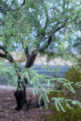 leaves and branches of Mesquite tree growing in Mojave desert