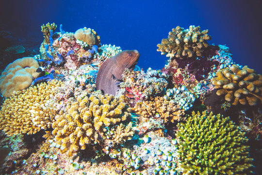 Underwater image of Moray eel fish