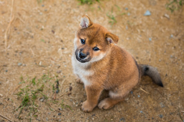 Portrait of cutered shiba inu puppy sitting outside on the ground and looking to the camera