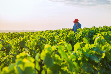 A french winegrower in his vines at sunset