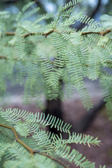 leaves and branches of Mesquite tree growing in Mojave desert