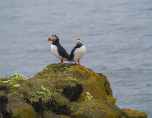 couple of close up Atlantic puffins Fratercula arctica standing on rock of Latrabjarg bird cliffs, white flowers, blue sea background, selective focus, copy space