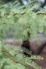 leaves and branches of Mesquite tree growing in Mojave desert