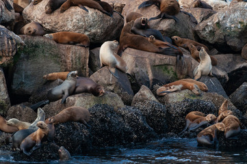 Seals on the coast of California