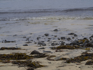 Rough Icelandic Coast in west fjords Iceland, rocks, pebbles , sand and shore