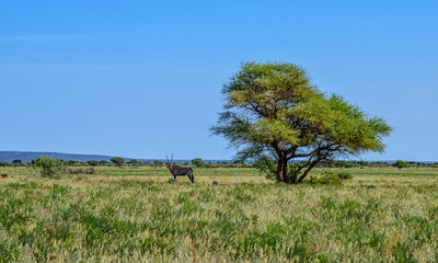 Gemsbok andCamel Thorn Tree