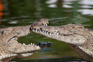 crocodiles gueule ouverte